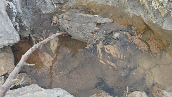 Hakkari'de gizemli kükürt vadisi: İnsanlara şifa, hayvanlara ölüm saçıyor!